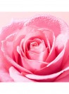 Nuxe Very Rose Loo Tnica Refrescante