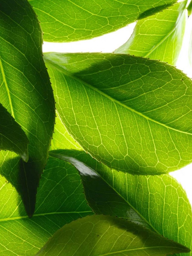 Nuxe Reve De The Gel Duche Revitalizante 750 ml